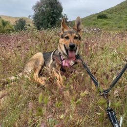 German Shepherd Puppies from Four Pines Ranch