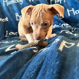 Rat Terrier Puppies from The Puppy Patch Rat Terriers