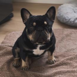 Mowgli - French Bulldog