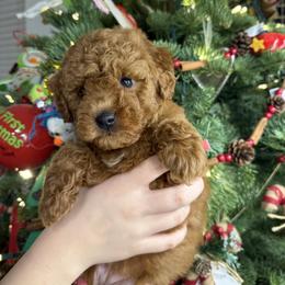 Yellow - Red  female Goldendoodle puppy in Katy, Texas from Sweet T Doodles