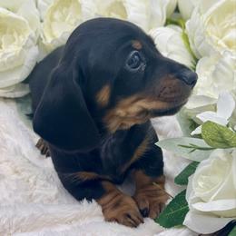 Dove - Black and tan female Dachshund puppy in Exeter, California from Sawtooth Miniature Dachshunds