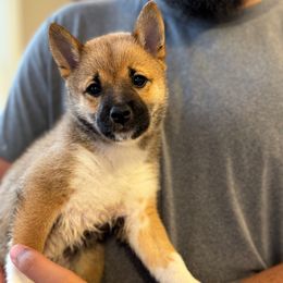 Kara - Sesame female Shiba Inu puppy in Elizabeth, New Jersey from Shiba Inu Loving Care
