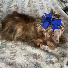 Rolex - Yorkshire Terrier