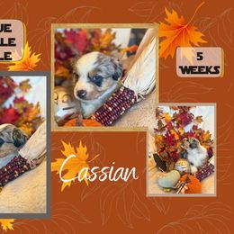 Puppy 3 - Blue merle male Miniature American Shepherd puppy in Ellensburg, Washington from Wiggle Rump Ranch