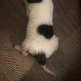 Little girl - White female Collie puppy in Abilene, Texas from Regal Lassie's