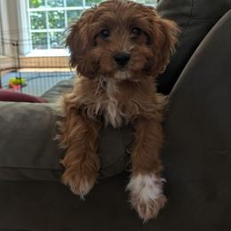 Cavalier King Charles Spaniel, Cavapoo, Havanese, Havapoo, and Poodle Puppies from West Cobb Dogs
