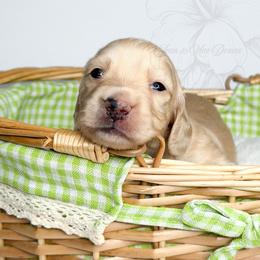 Everest - Cream male Dachshund puppy in Redding, California from Jean & Mae Doxies