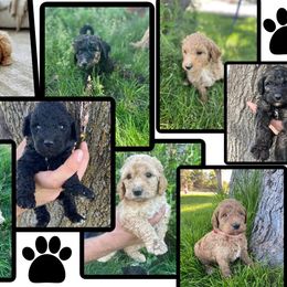 Poodle Puppies from Oodles of Poodles