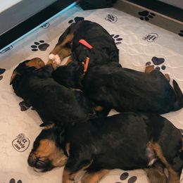 Bernedoodle Puppies from Waverly Farm Bernedoodles