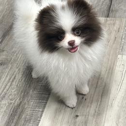 Pomeranian Puppies from Lisas Pomeranians