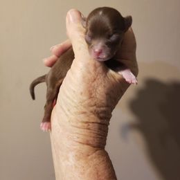Tinkerbell - Chocolate and white female Chihuahua puppy in Nc, Florida from Brusseluv2