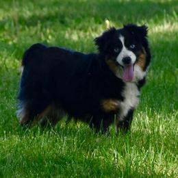 Mercy - Toy Australian Shepherd