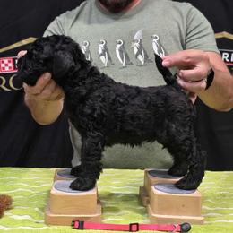 Pink - Black female Kerry Blue Terrier puppy in Waddell, Arizona from Lighthouse Kerry Blue Terriers