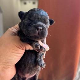 Nugget - Tricolors male French Bulldog puppy in Porter, Texas from Whatabulldog