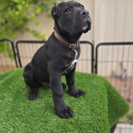 Male 2 - Black male Cane Corso puppy in California from Donato Kennels