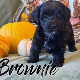Brownie - Black female Havapoo puppy in Marion, North Carolina from Puddles' Puppies