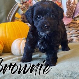 Brownie - Black female Havapoo puppy in Marion, North Carolina from Puddles' Puppies