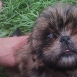 Shih Tzu Puppies from Peterson Shih Tzus