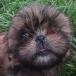 Shih Tzu Puppies from Peterson Shih Tzus