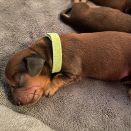 Green collar - Chocolate and tan male Dachshund puppy in Iredell, Texas from The Bloomin Dachshund