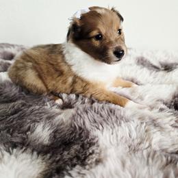 Butter Pecan - Sable merle and white female Shetland Sheepdog puppy in Wapello, Iowa from Willow Rayne shelties and more