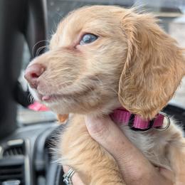 Dachshund Puppies from Goldie Girls Ranch Dachshunds