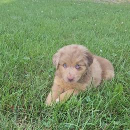 Milo - Red merle male Miniature Australian Shepherd puppy in Fredericksburg, Ohio from Miller's Aussie,Bernedoodle Pups!