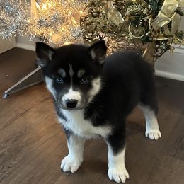 Agatha - Black and white female Siberian Husky puppy in Summerville, South Carolina from Carolina Husky Lodge