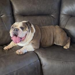 Benny - Brindle male Bulldog puppy in Hillsdale County, Michigan from KZ Bullies LLC