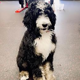 Wrigley - Bernedoodle
