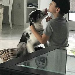 Border Collie Puppies from Cascade Sun Kennels