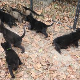 Red collar - Black male German Shepherd puppy in Montalba, Texas from LM German Shepherd Dogs