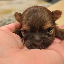 Hershey - Chocolate and tan male Yorkshire Terrier puppy in Idaho from Little Rascal Ranch