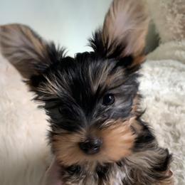 Boy 2 - Blue and gold male Yorkshire Terrier puppy in Willow Grove, Pennsylvania from Willow Grove Yorkie