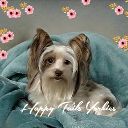 Marcy - Yorkshire Terrier