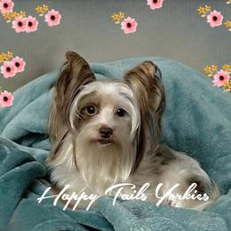 Marcy - Yorkshire Terrier