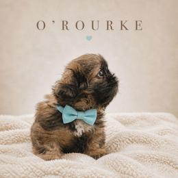 O'Rourke - Gold male Shih Tzu puppy in Richmond, Texas from Aleka Shih Tzu