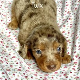Aussiedoodle, Australian Shepherd, Dachshund, and Miniature Australian Shepherd Puppies from Bline’s Awesome Aussies at the Bline Family Farm