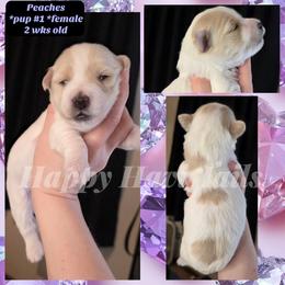 1st born- no name yet - Cream female Havanese puppy in Kansas City, Missouri from Happy Havi Tails