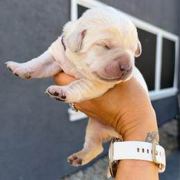 Purple - Champagne female Dilute Retriever puppy in Orangevale, California from NorCal Silver & Coal Labradors