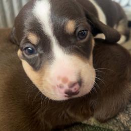 Rascal - Chocolate and tan male Dachshund puppy in Dayton, Ohio from Mrs. Tucks Waggin’ Weenies