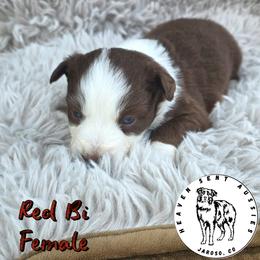 Tacoma - Red & white female Toy Australian Shepherd puppy in Jaroso, Colorado from Heaven Sent Aussies