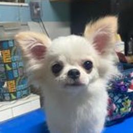 Willow - Chihuahua