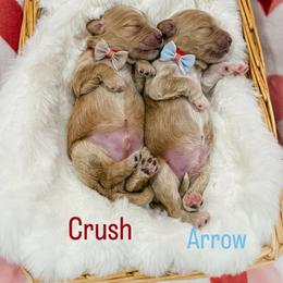 Crush - Cream male Goldendoodle puppy in Farmington, Utah from Happy Day Doodles