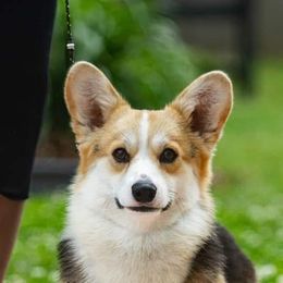 American Corgis and Pembroke Welsh Corgis from Nightstreak Corgis