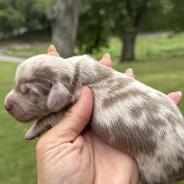 Finn - Dapple male Dachshund puppy in Bentonville, Arkansas from Boujee Buns Dachshunds
