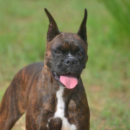 Ellie - Boxer