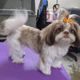 Shih Tzu All Grown Up from Southern Breeze Shihtzus