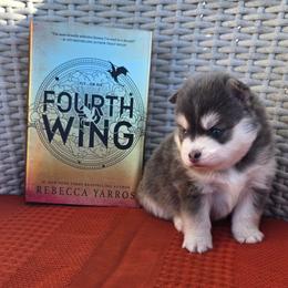 Violet - Silver and white female Pomsky puppy in Sumter, South Carolina from Emerald Skies Pomskies