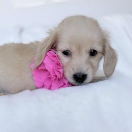 Willow - Cream female Dachshund puppy in Richmond, Virginia from Irresistible Dachshunds & Cavaliers